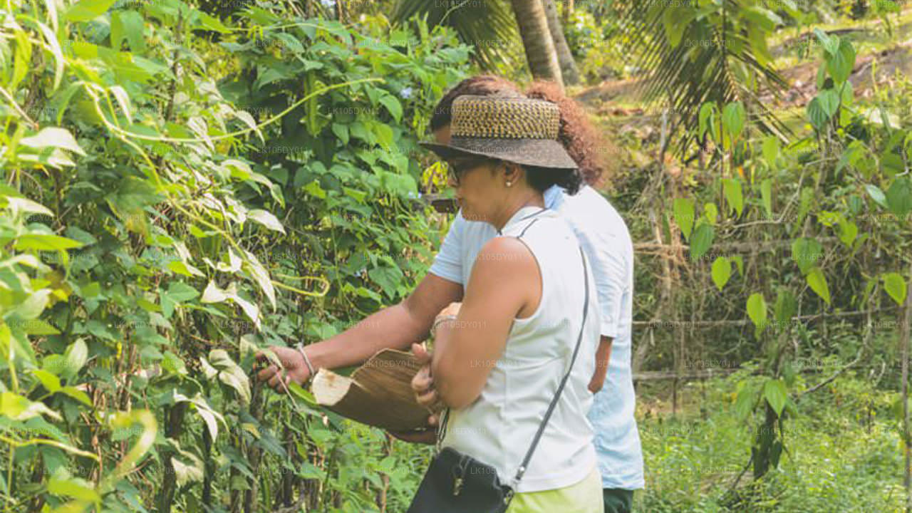 Agro Tour i Sri Lanka (6 Dagar)