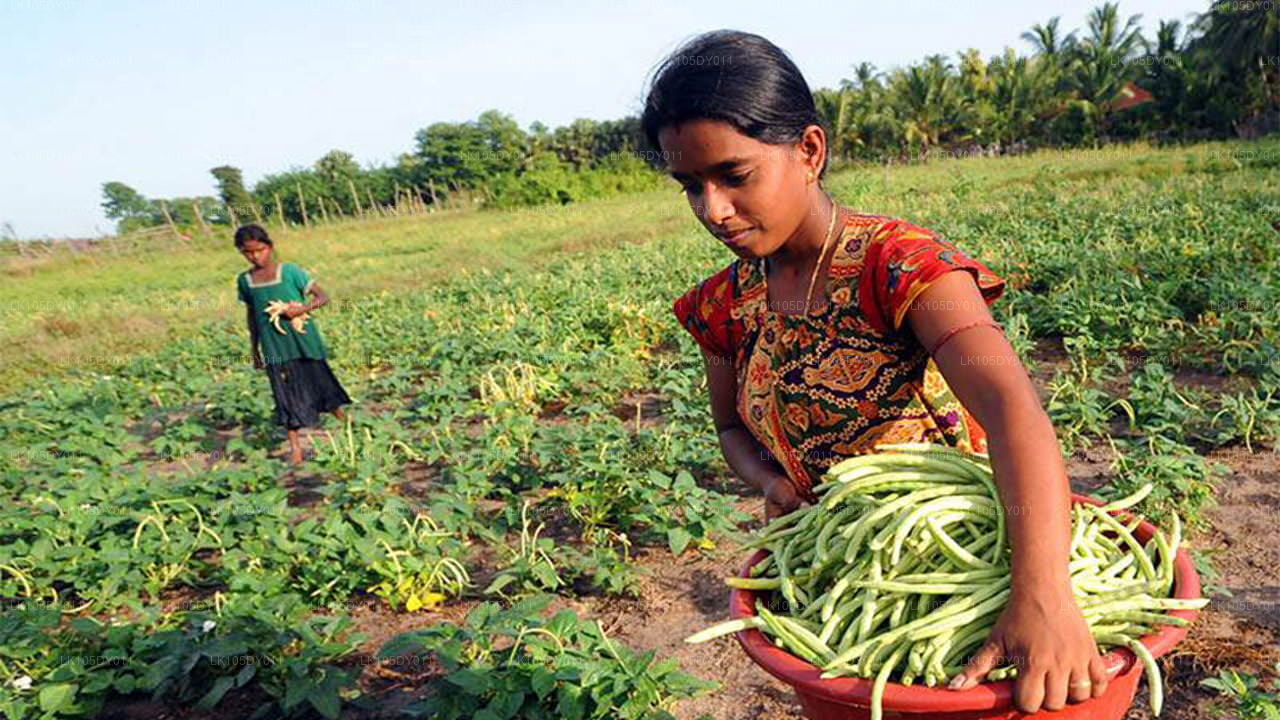 Agro Tour i Sri Lanka (5 Dagar)