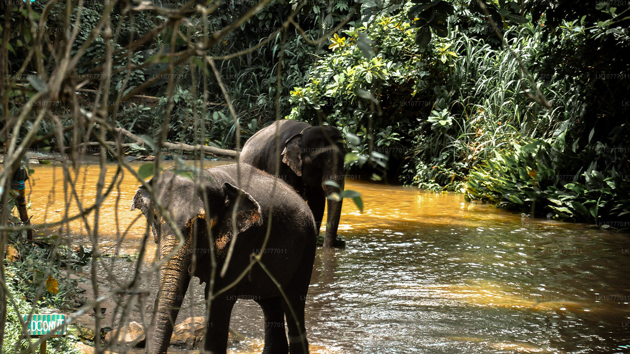 Vecka i paradiset (7 dagar)