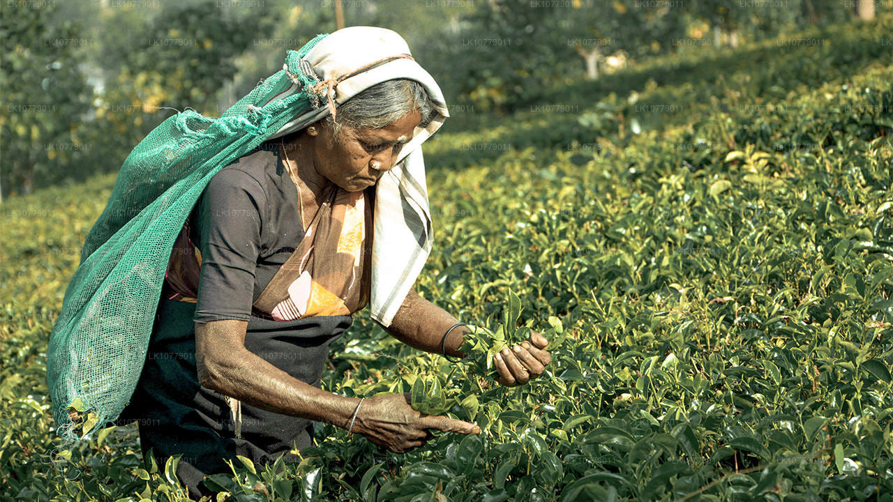 In i bergen (7 dagar)