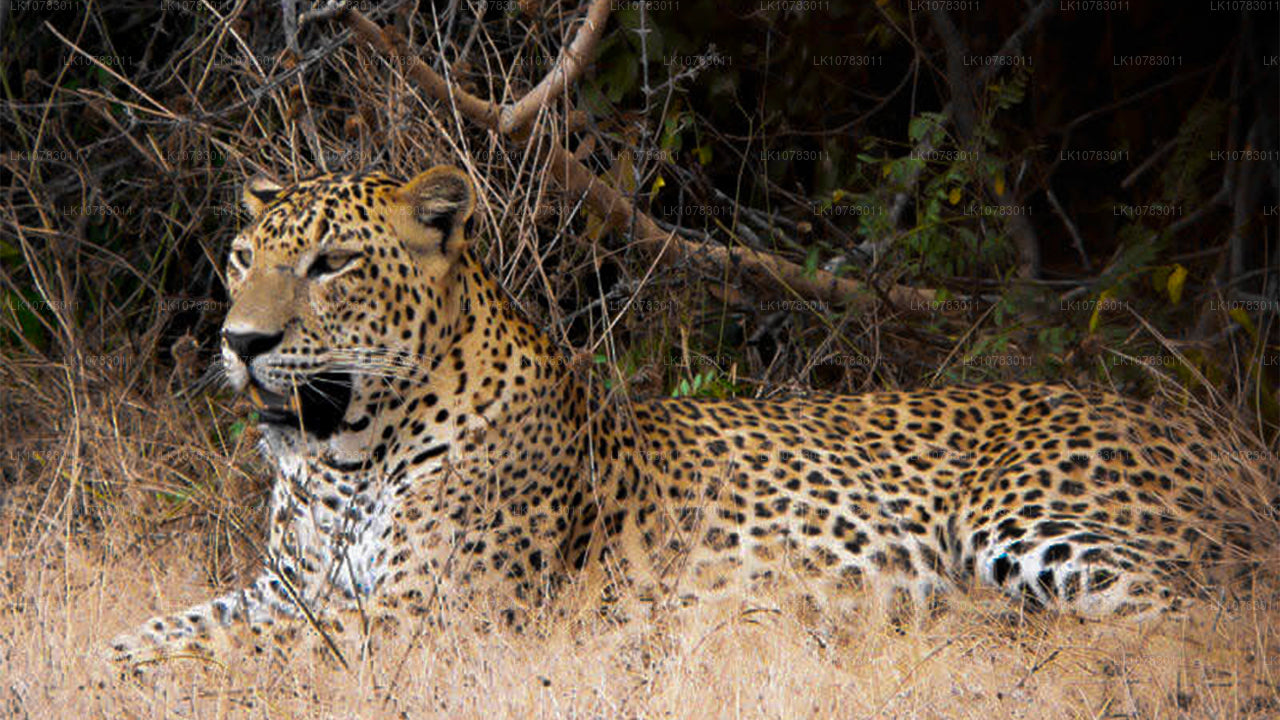 Den stora 5 i södra kustsäsongen (7 Dagar)