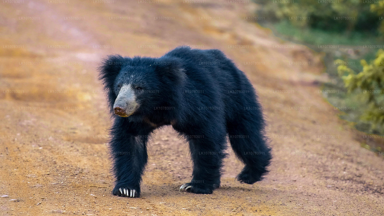 Den stora 5 i södra kustsäsongen (7 Dagar)