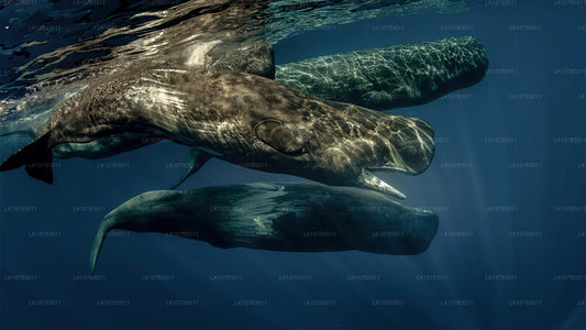 Den stora 5 i södra kustsäsongen (7 Dagar)