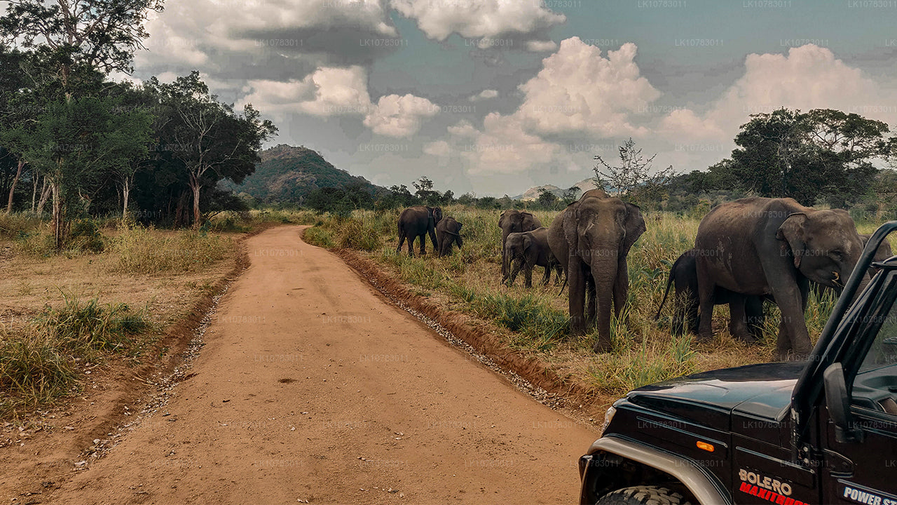 Den stora 5 i södra kustsäsongen (7 Dagar)