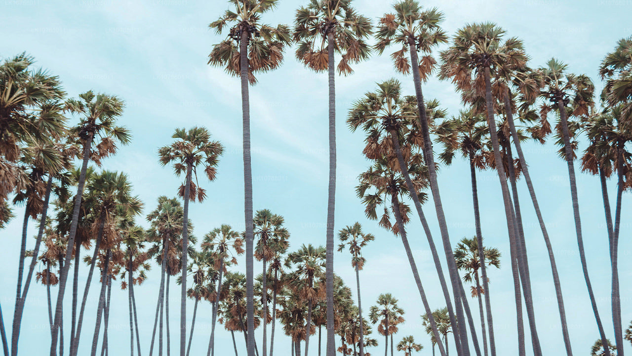 Otroligt Jaffna (7 Dagar)