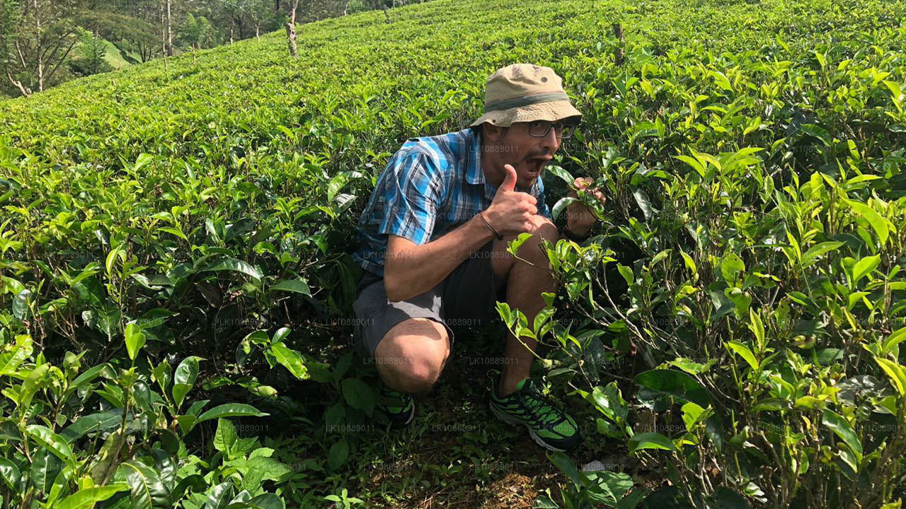 Gå mitt i kultur (8 dagar)