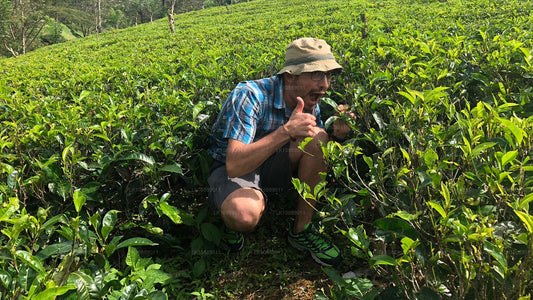 Gå mitt i kultur (8 dagar)