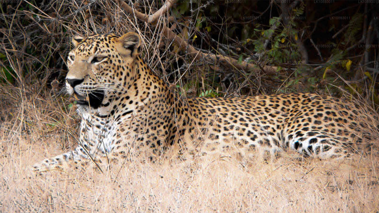 Wild Wonders (8 Dagar)