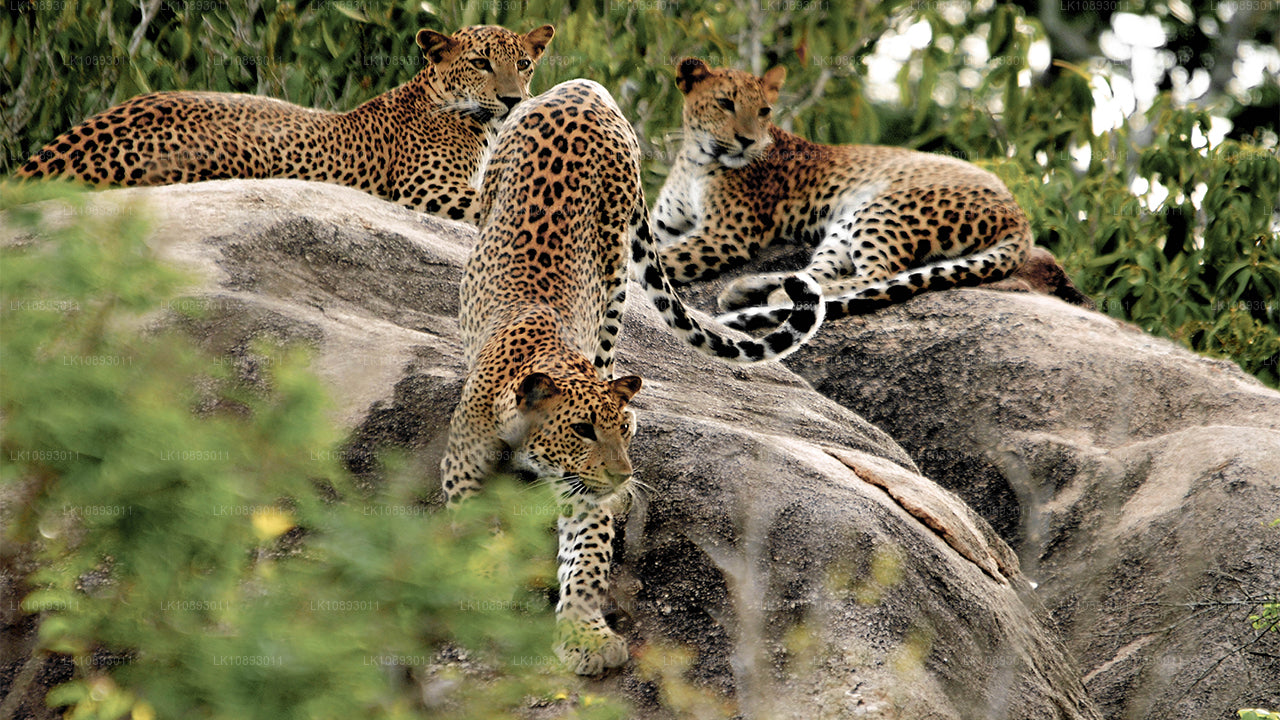 Wild Wonders (8 Dagar)