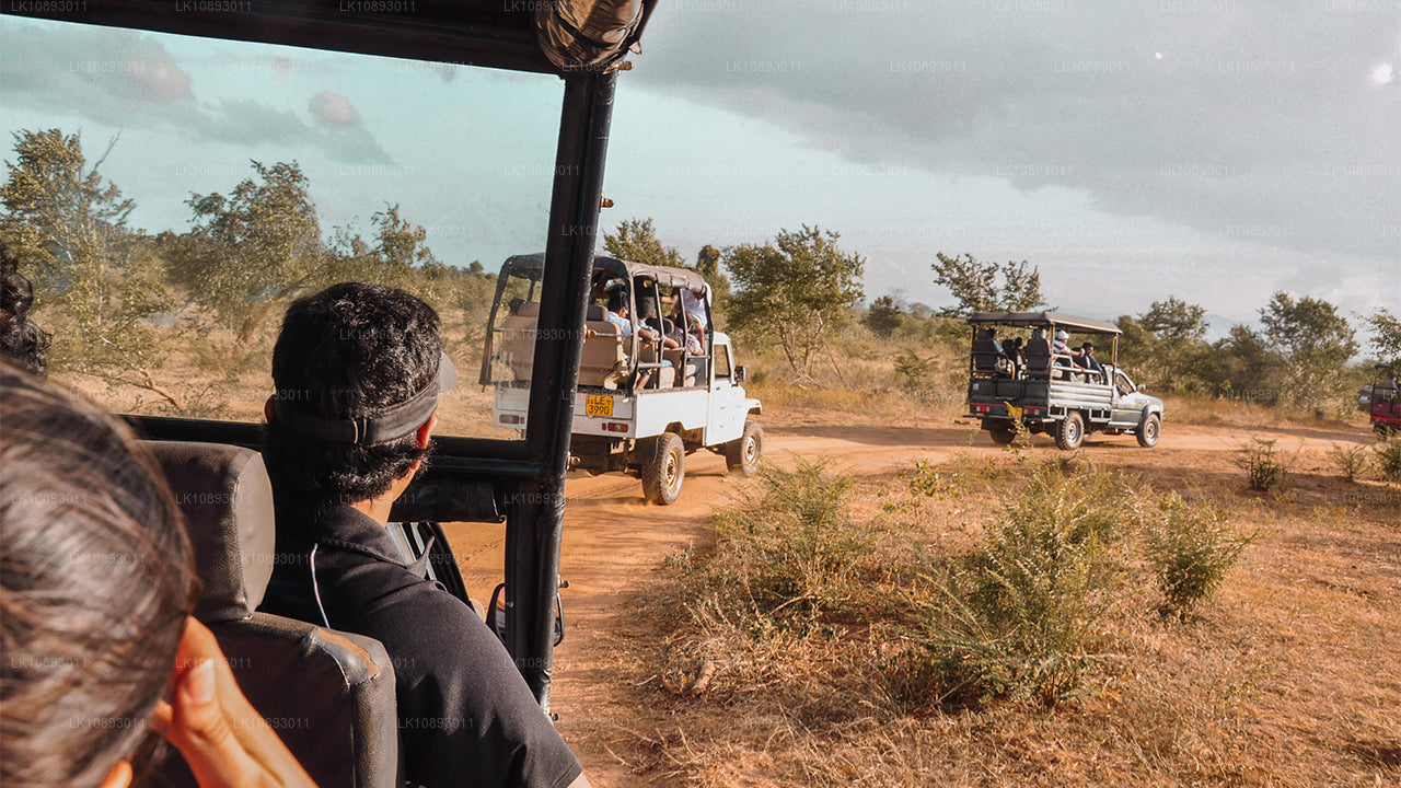 Wild Wonders (8 Dagar)