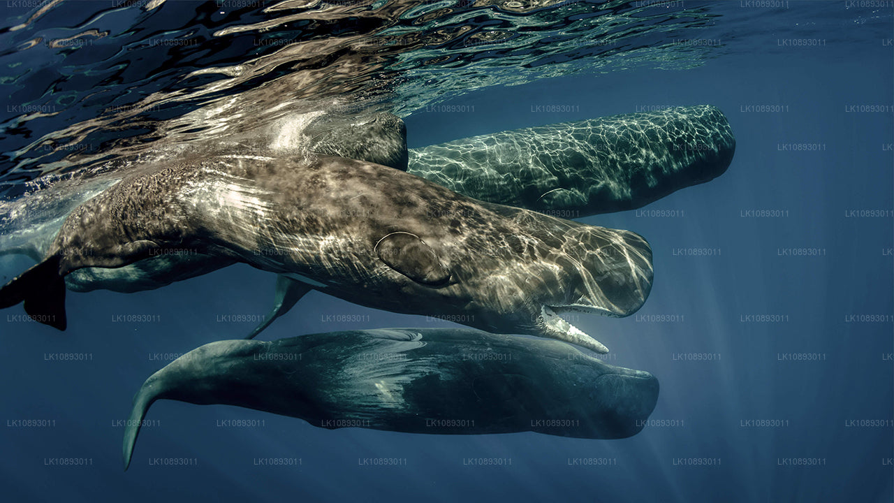 Wild Wonders (8 Dagar)