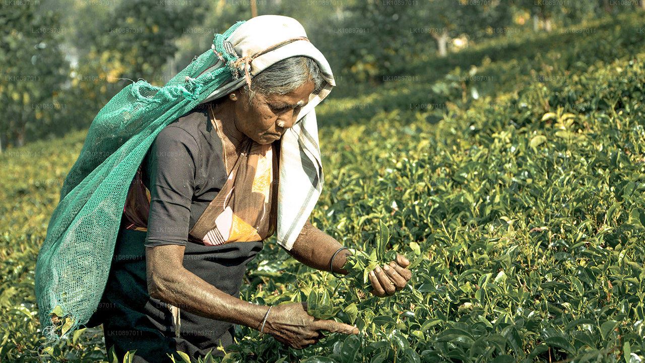 Kultur och vildmark (8 dagar)