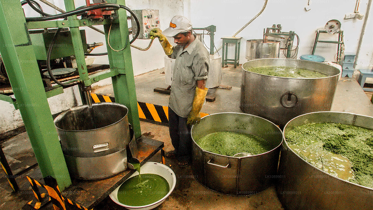 Lättnad och avkoppling med Siddalepa (8 Dagar)