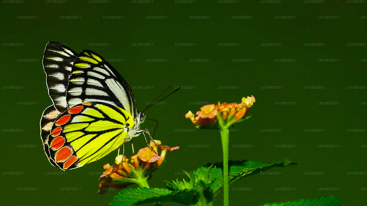 Trollslända och fjäril tittar Tour (9 Dagar)