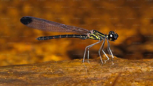 Trollslända och fjäril tittar Tour (9 Dagar)