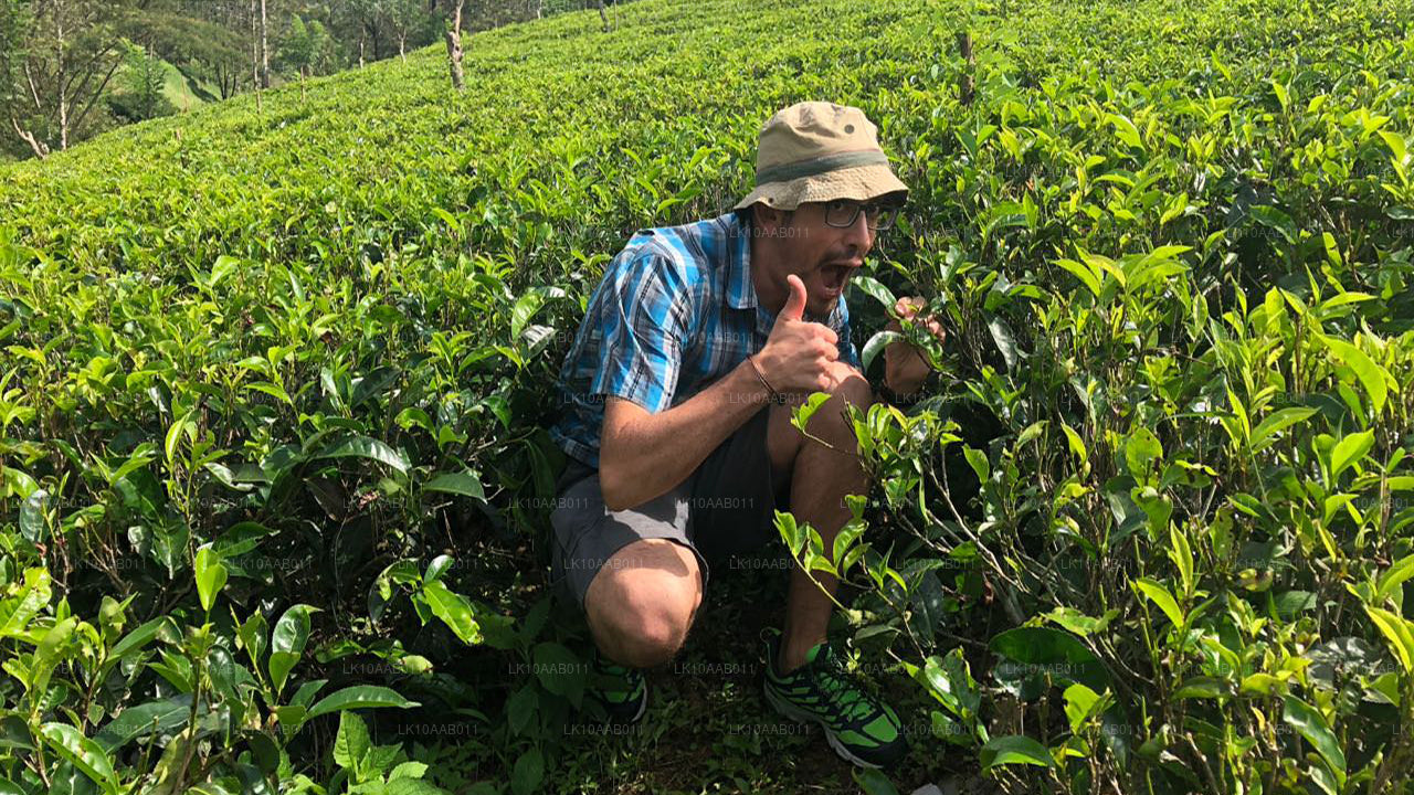 Södra stränderna i Serendib (10 dagar)