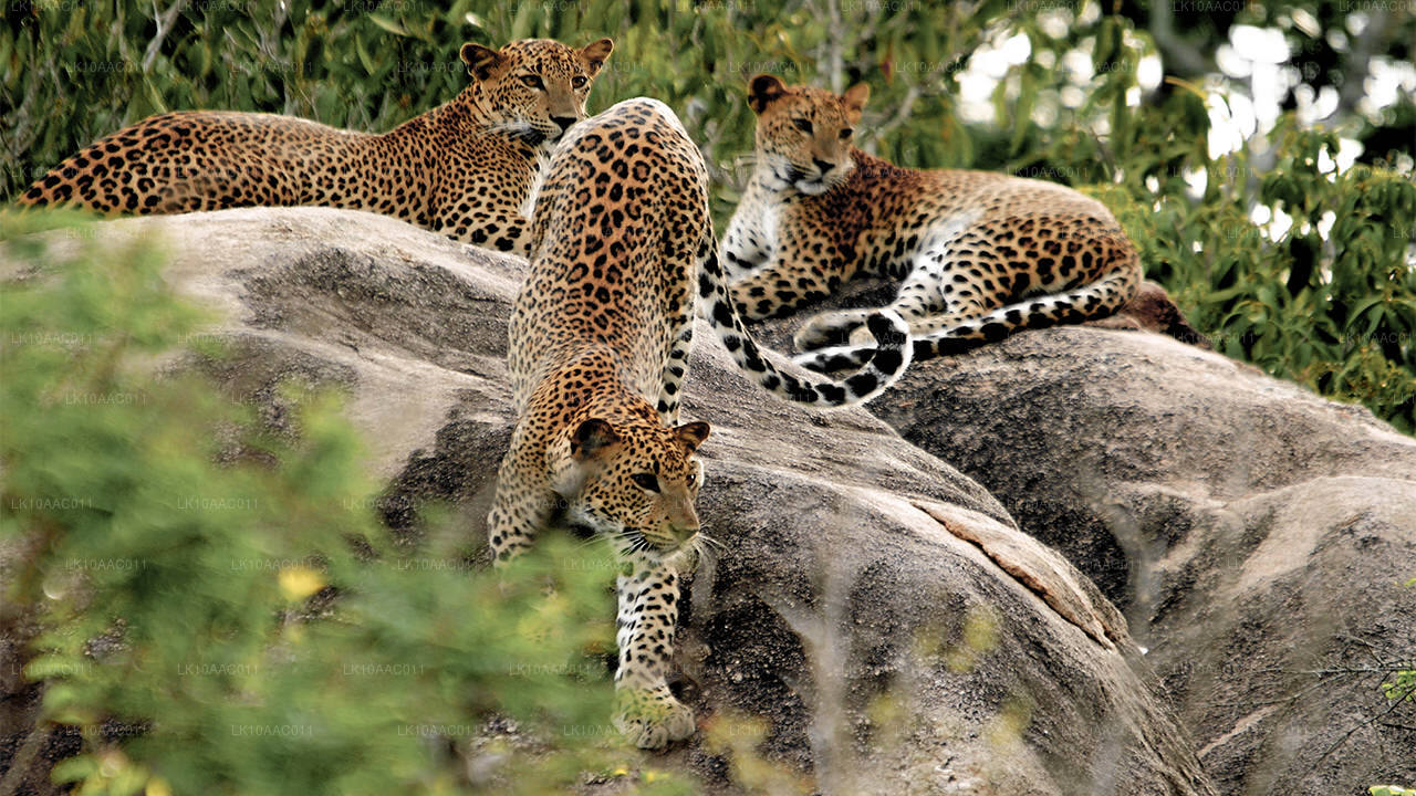 Kingdoms of Ceylon (10 Dagar)