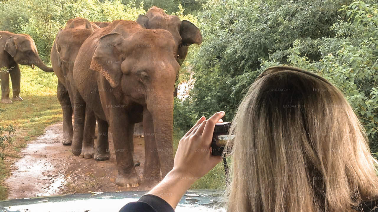 Vilda djur i Sri Lanka (10 Dagar)