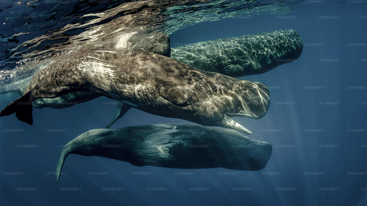 Vilda djur i Sri Lanka (10 Dagar)