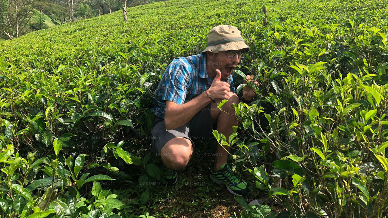 Sri Lanka Halal (Islamisk) Tour (10 Dagar)