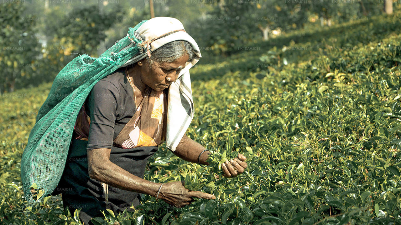 Ceylon Tea Tour (10 dagar)