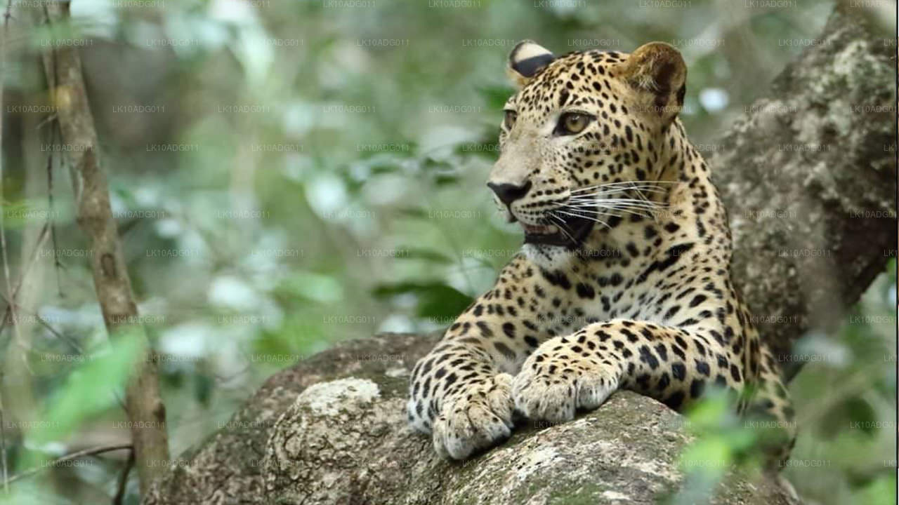 Fågelskådning och Wildlife Tour (10 dagar)