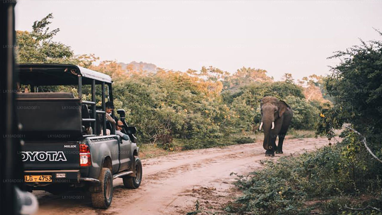 Fågelskådning och Wildlife Tour (10 dagar)