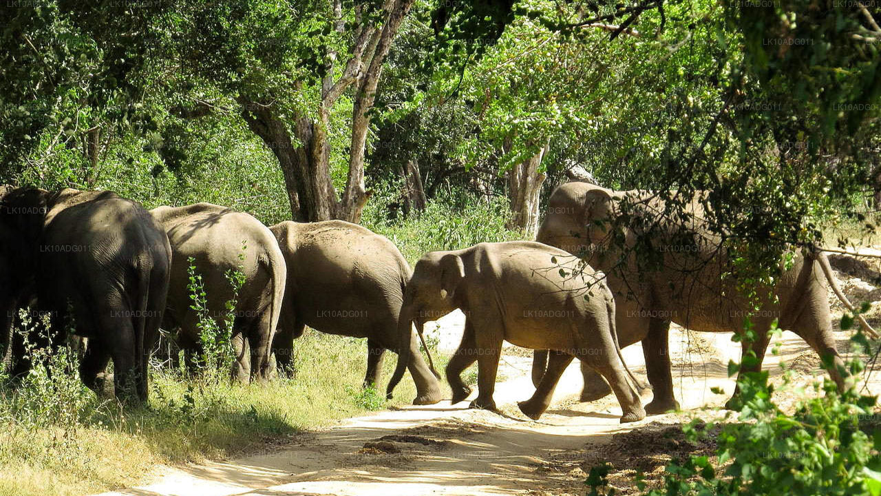 Fågelskådning och Wildlife Tour (10 dagar)