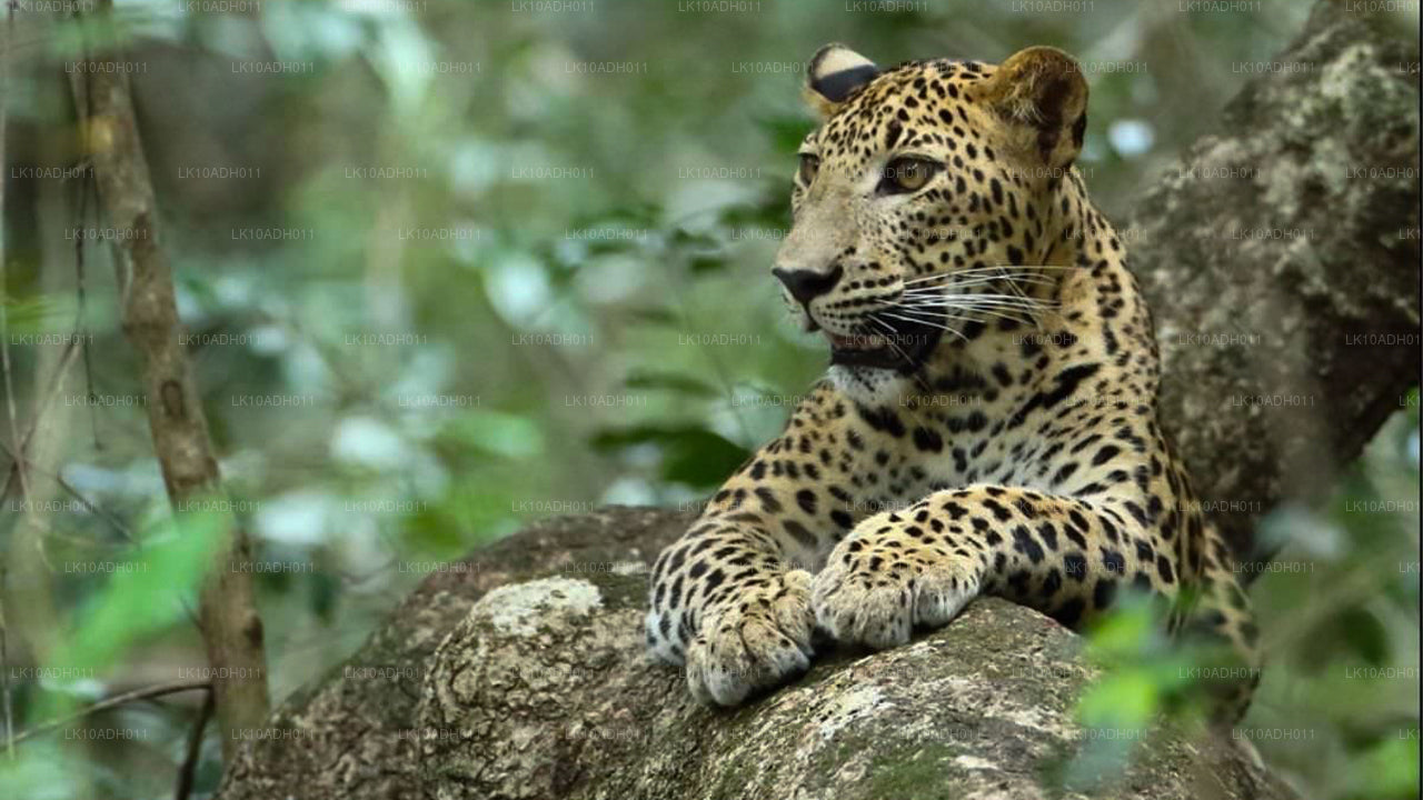 Fåglar och djurliv Tour (11 dagar)