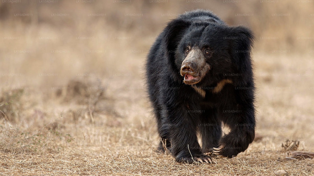 Fåglar och djurliv Tour (11 dagar)