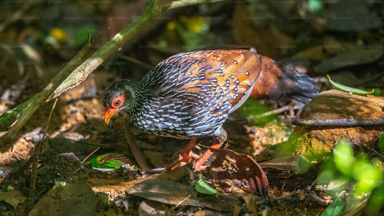 Fåglar och djurliv Tour (11 dagar)