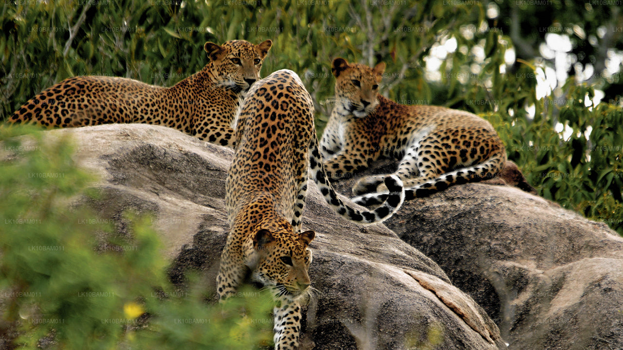 Natursköna Serendib (11 Dagar)