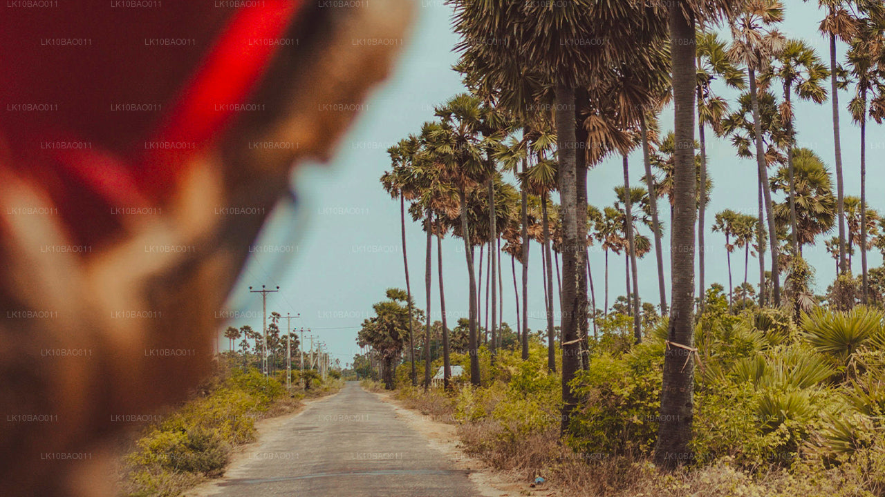 Erfarenhet av nordöstra (11 dagar)