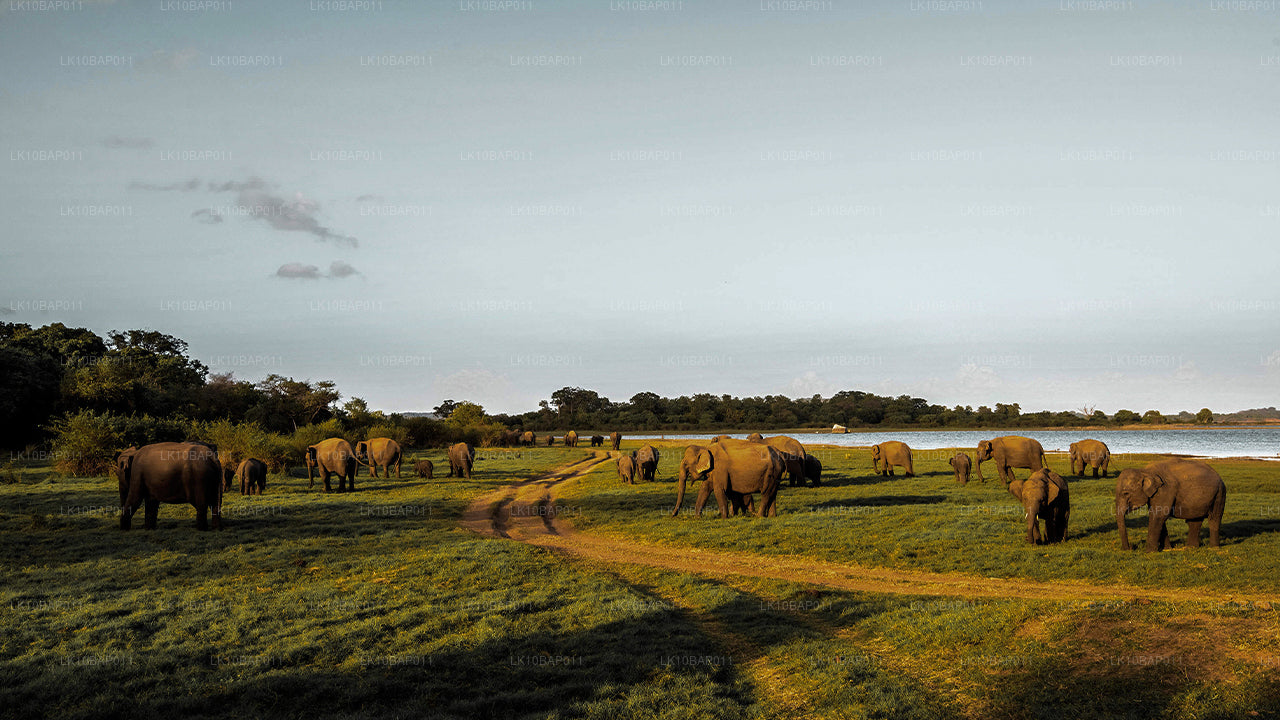 Upptäck Sanctuary (11 Dagar)