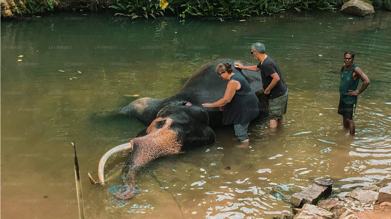 Lost in Ceylon (11 Dagar)