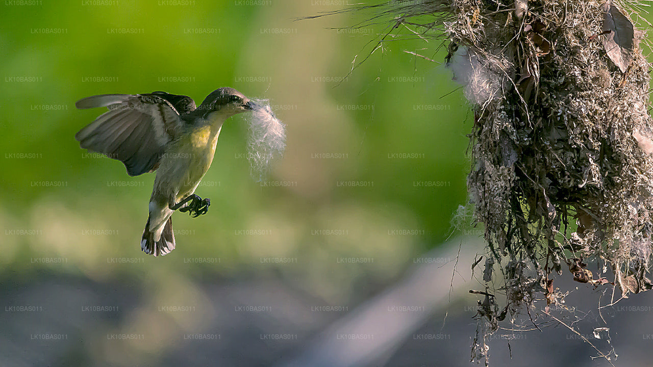 Butterfly Trail (11 Dagar)