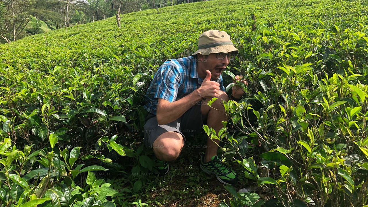 Äventyr med en twist (12 dagar)