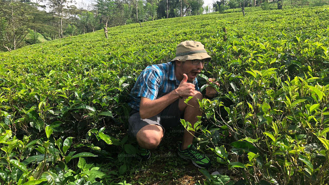 Arv och strand (14 dagar)