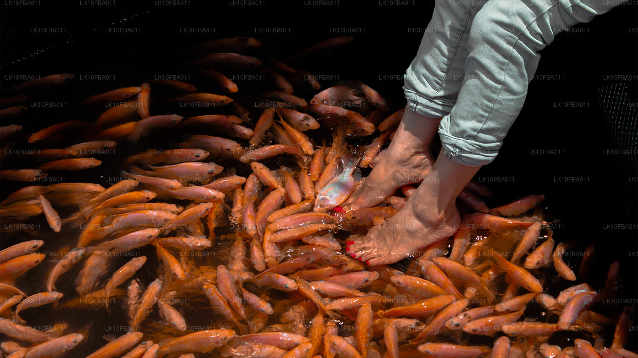 Serendipity Trail (15 Dagar)