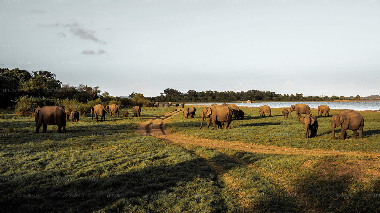 Upptäck Serendib (16 Dagar)