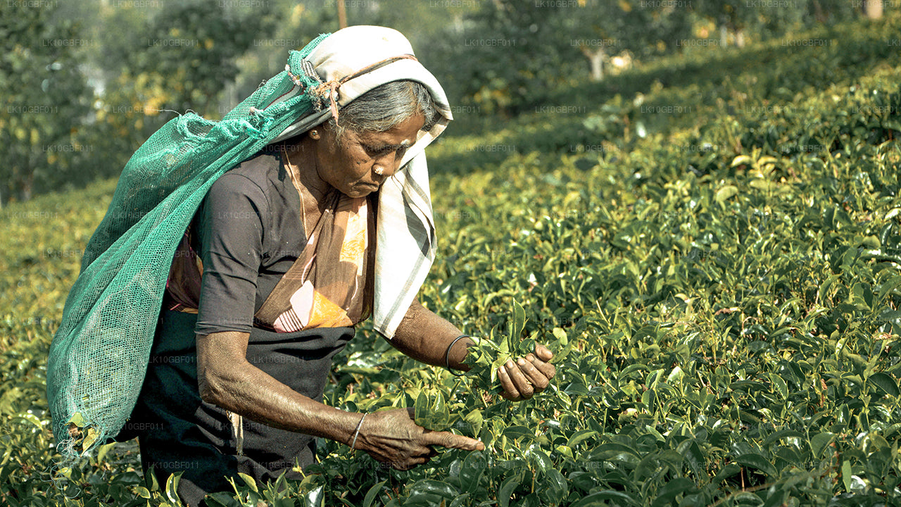 Upptäck Serendib (16 Dagar)