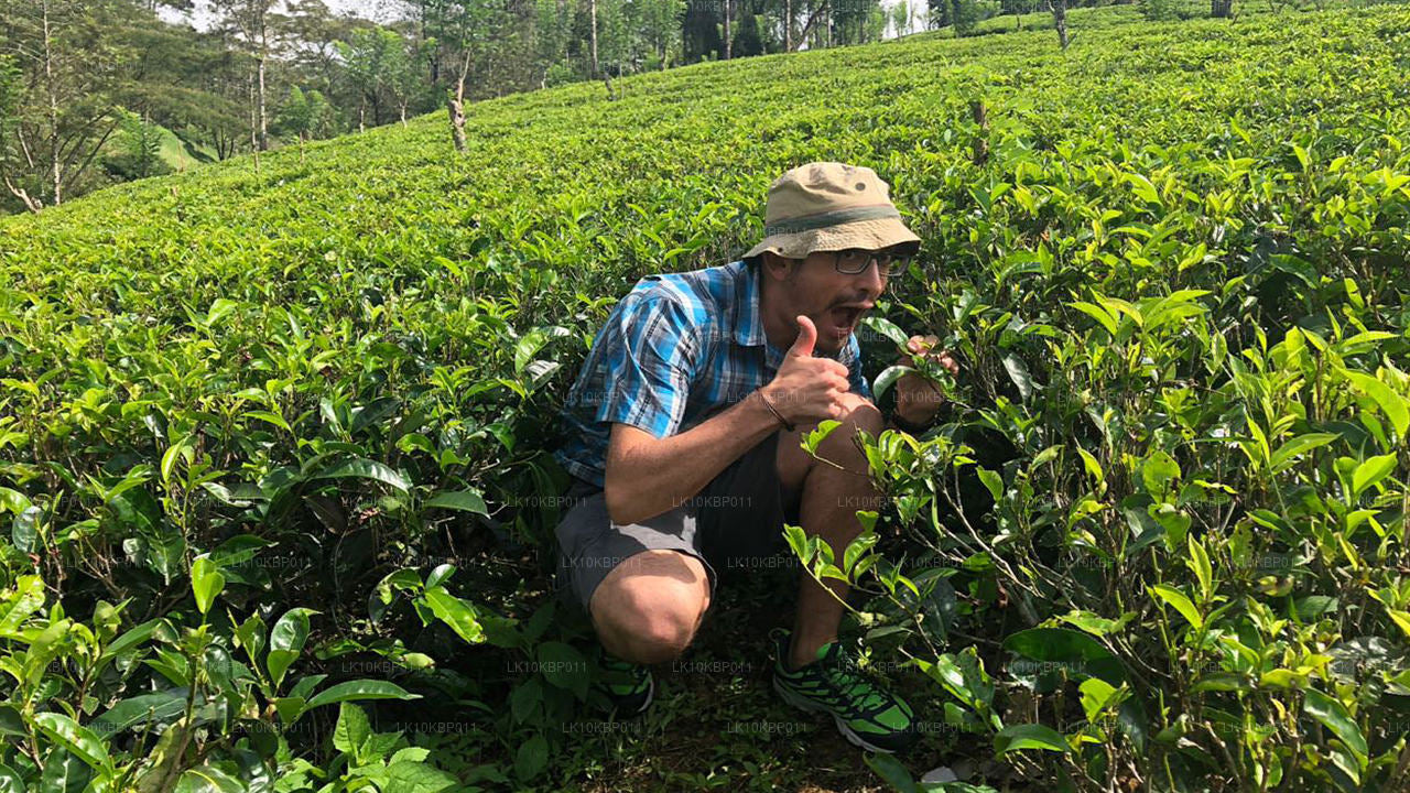 Dyk på spänning (20 dagar)