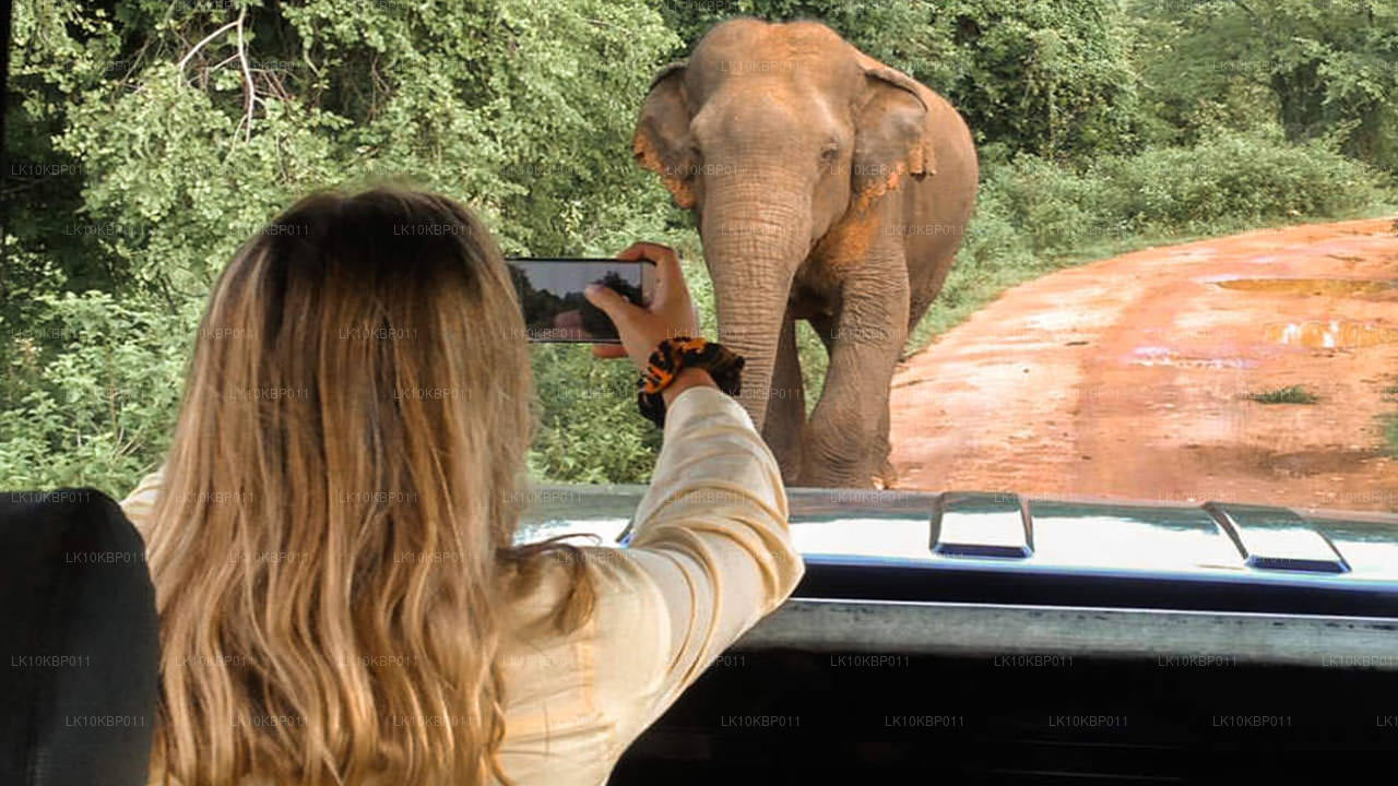 Dyk på spänning (20 dagar)