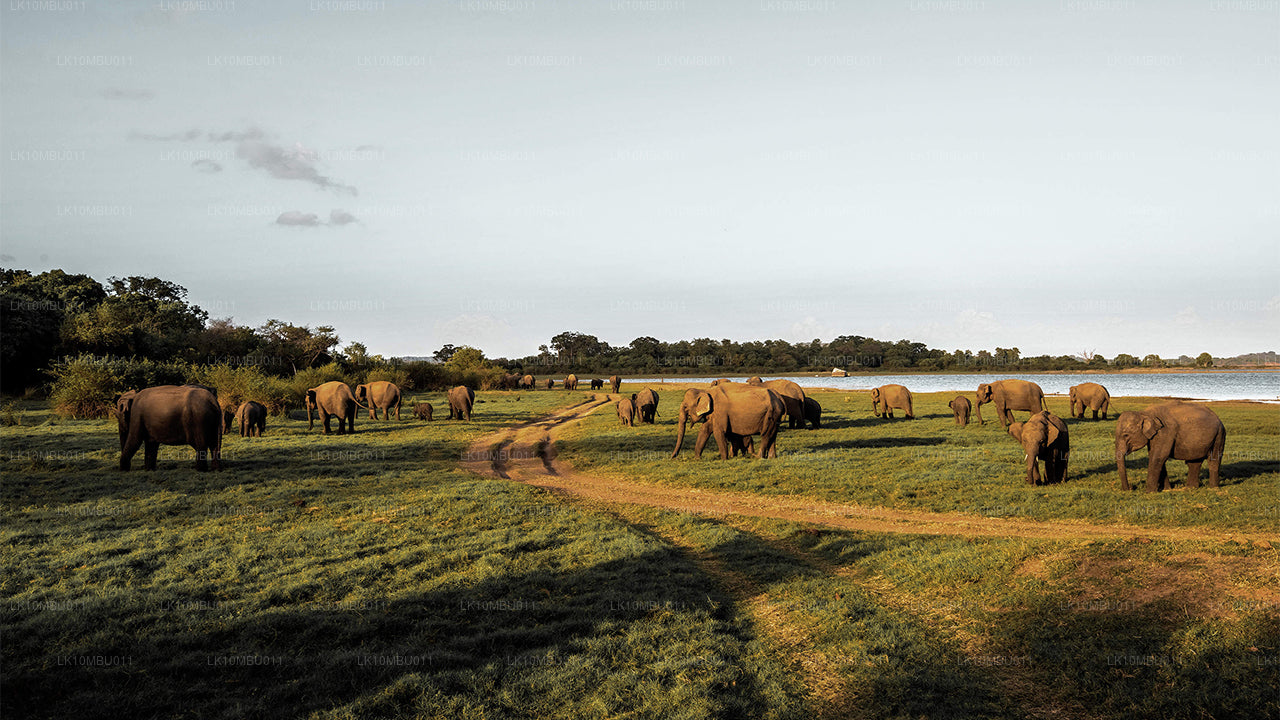 Glamour av Sri Lanka (22 Dagar)