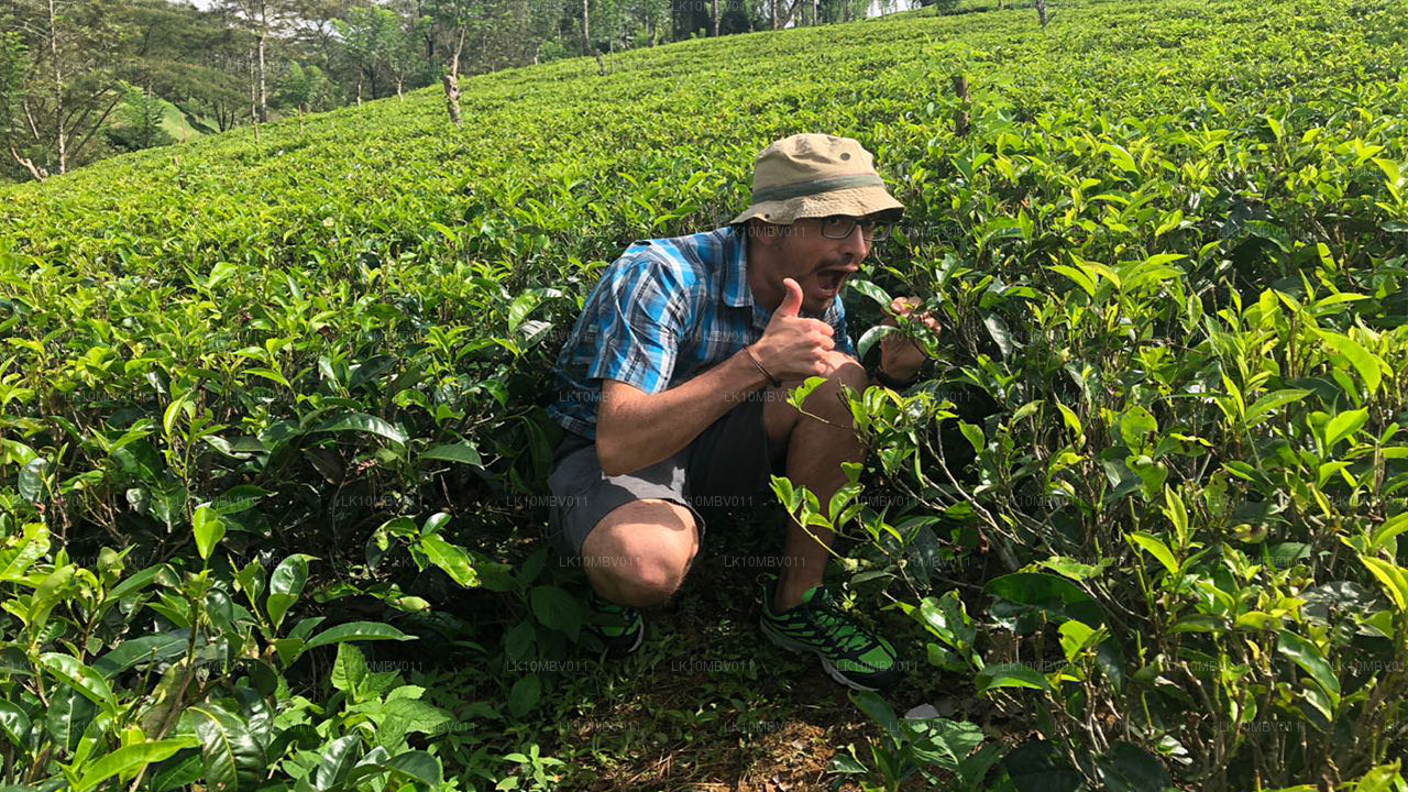 Tempel och natur (22 Dagar)