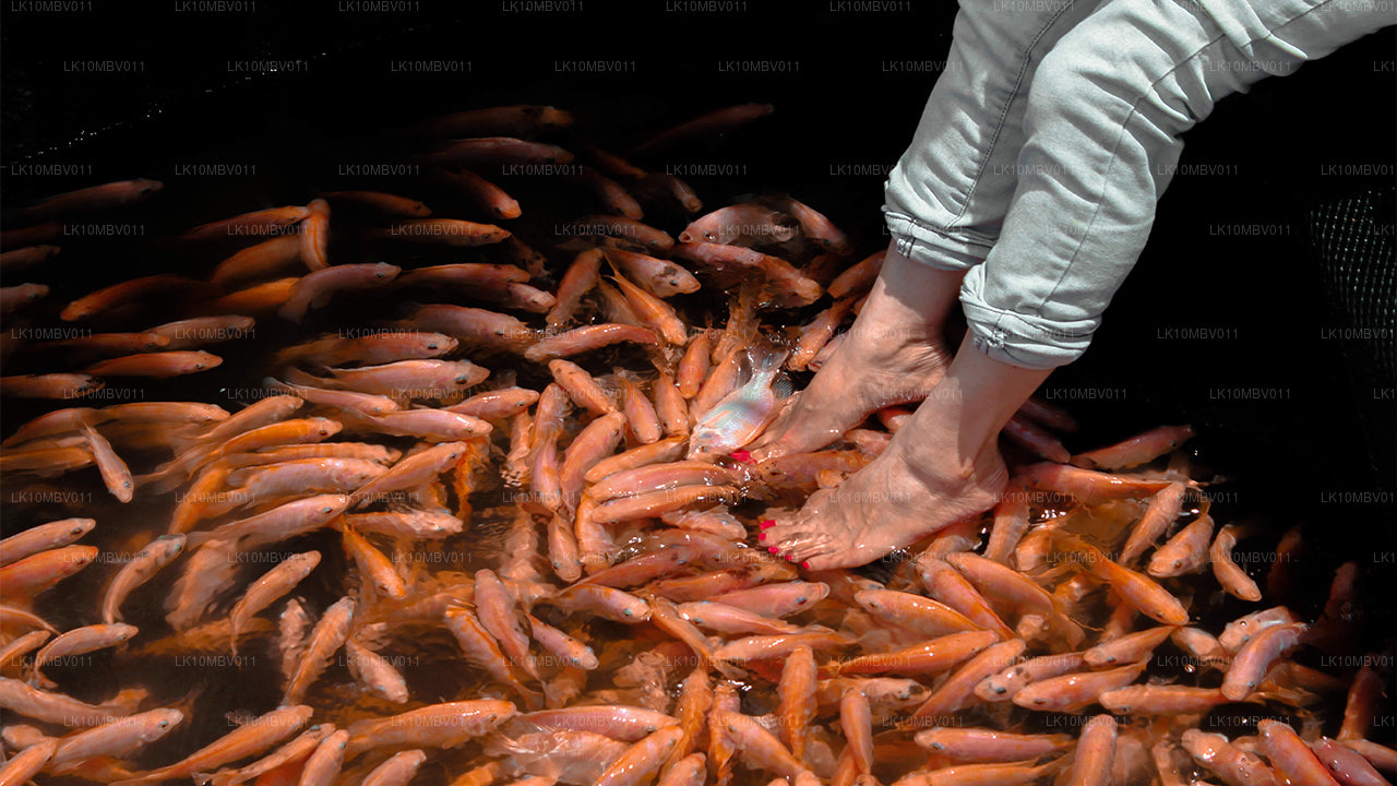 Tempel och natur (22 Dagar)