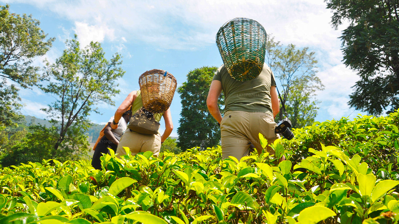 Fantastiska Sri Lanka (25 Dagar)