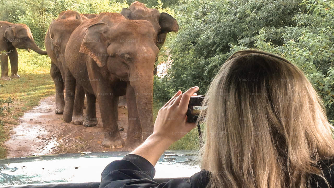 Ceylon älskling (26 Dagar)