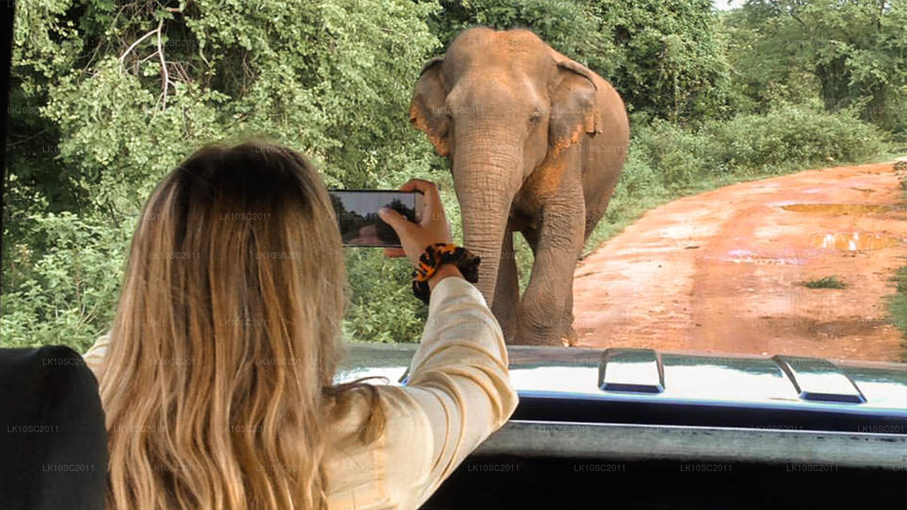 Ceylon Endearment (28 Dagar)