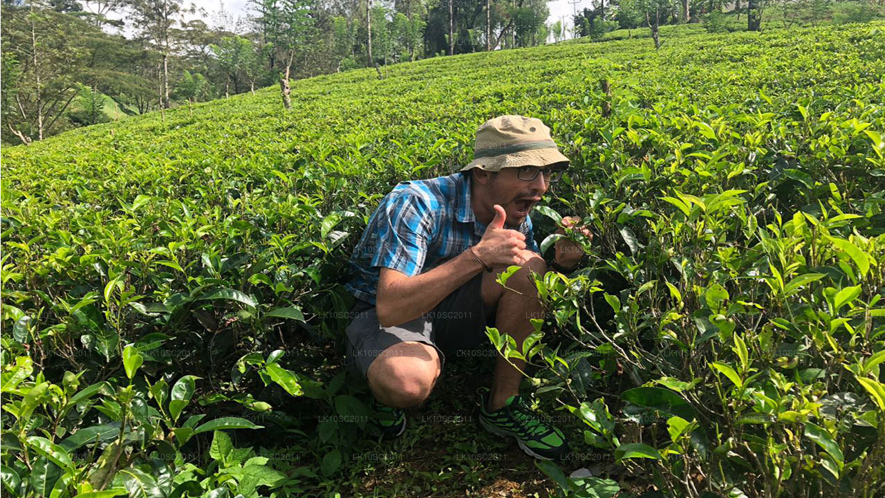 Ceylon Endearment (28 Dagar)